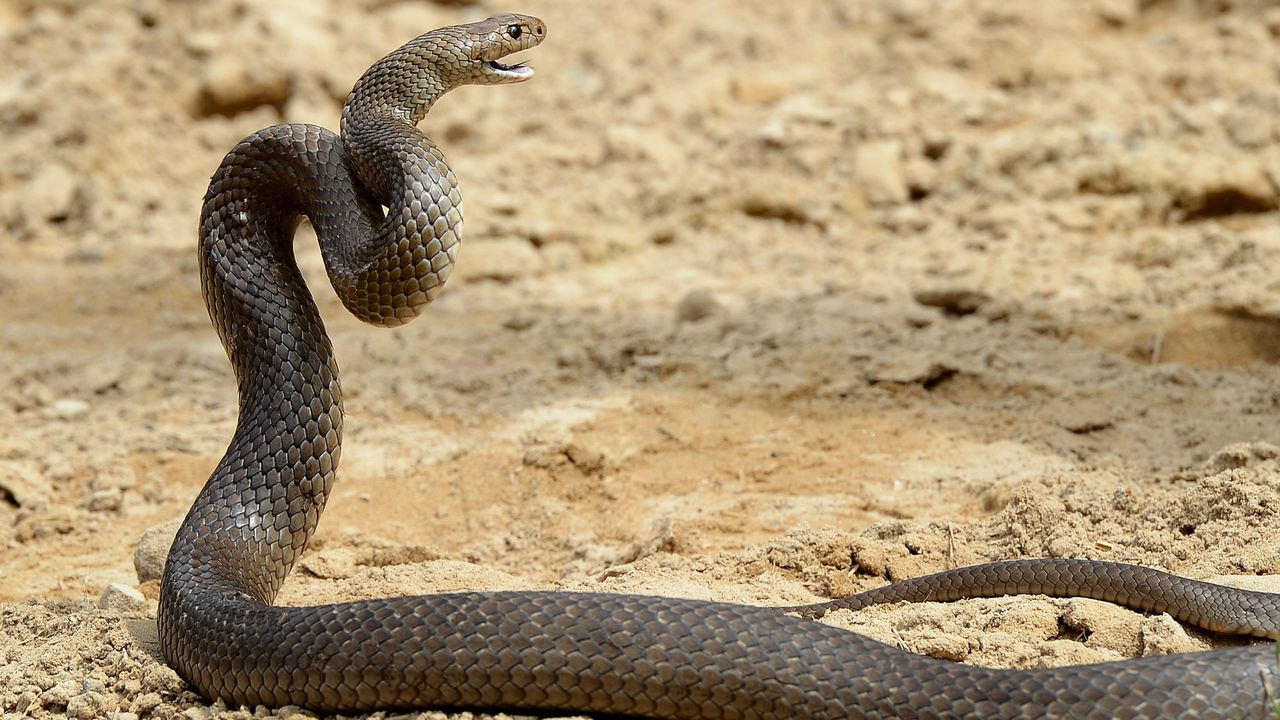 Australian cyclist bitten by deadly snake after getting stuck in the drivetrain