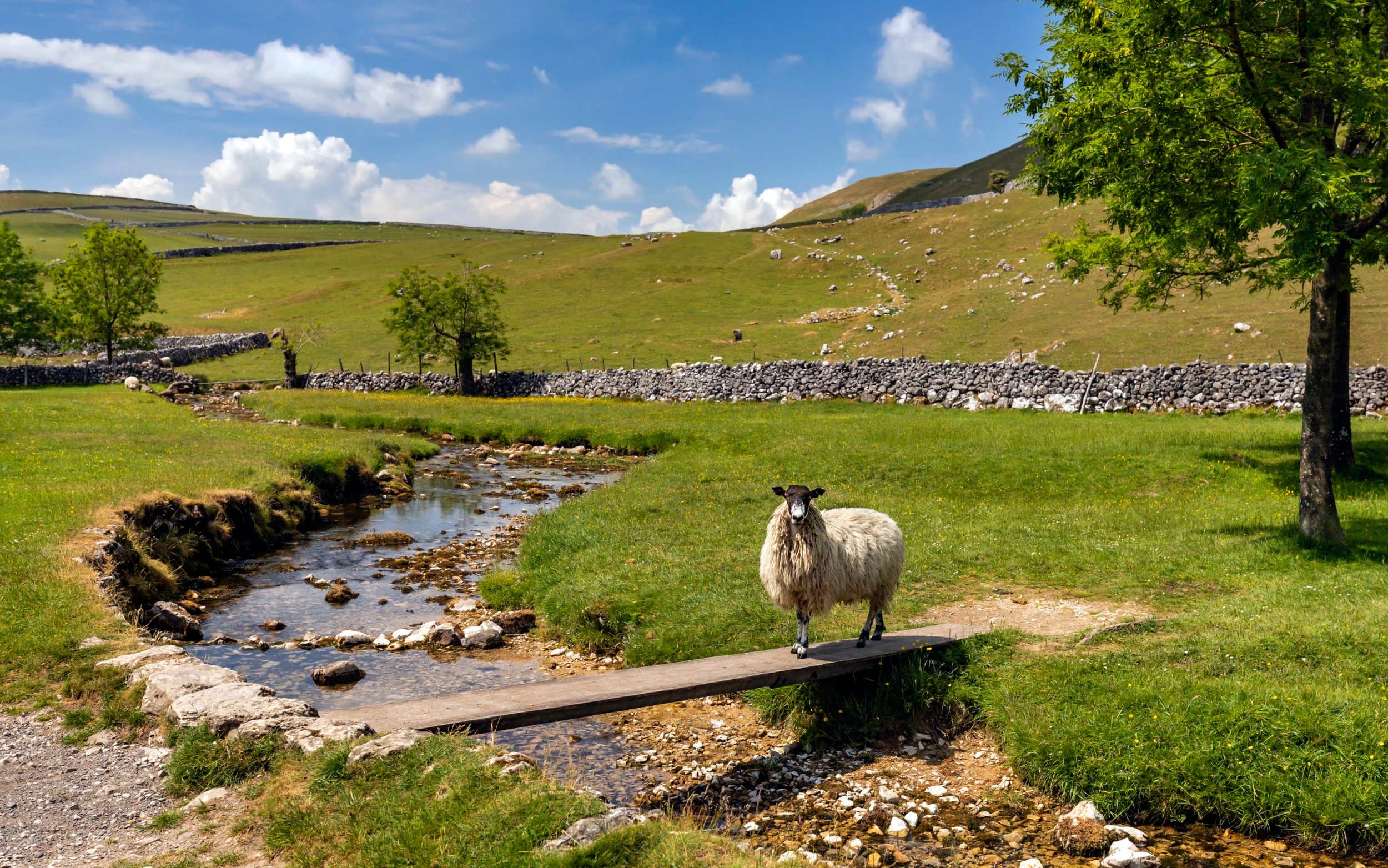 Sheep crossing a bridge over Gordale Beck near Malham Cove in the picturesque Yorkshire Dales National Park