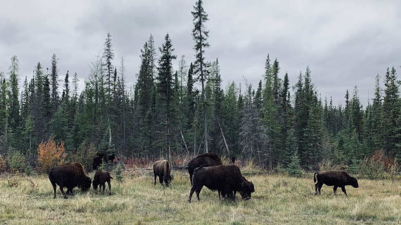 A small herd of wood bison graze in front of the trees at Mackenzie Bison Sanctuary in Northwest Territories, Canada