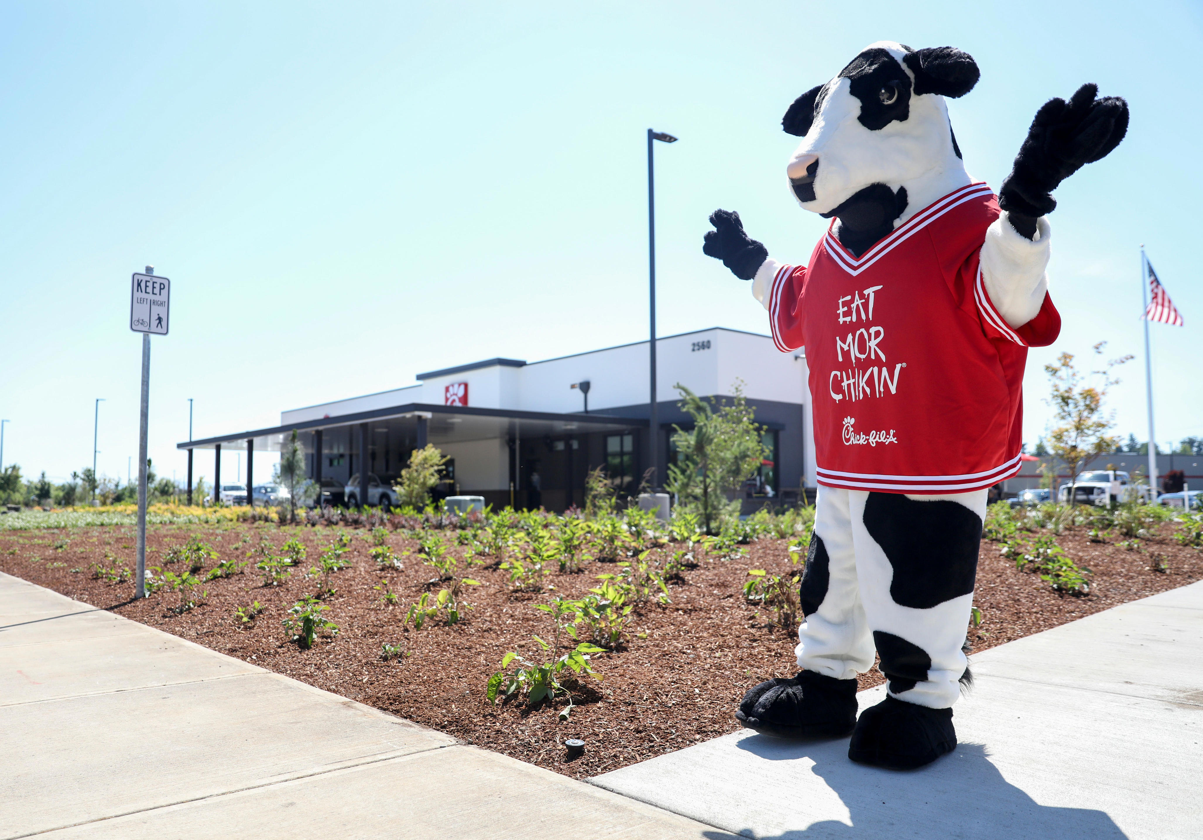 Real cows go to Chick-fil-A Cow Appreciation Day in viral TikTok videos
