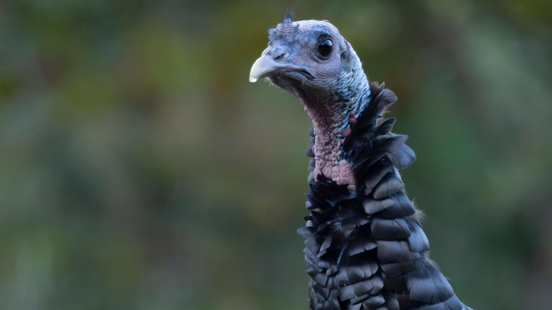 Turkey 'poults' are out and about in Colorado