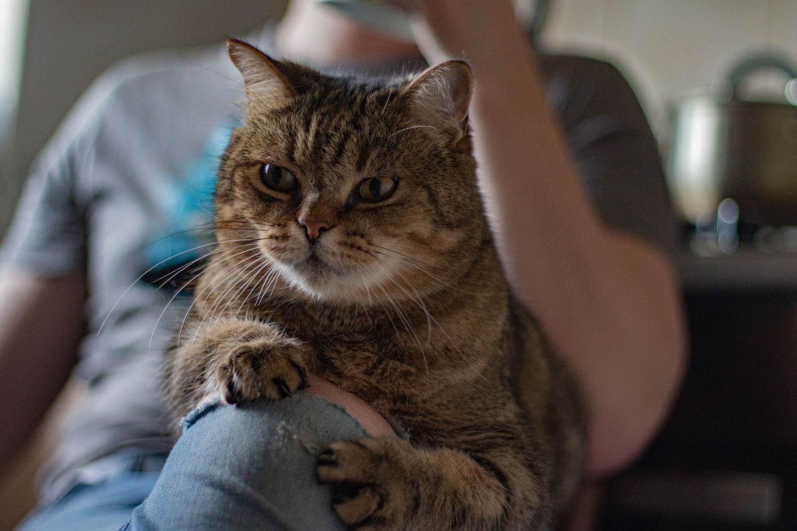 How a terrified rescue cat chose her human