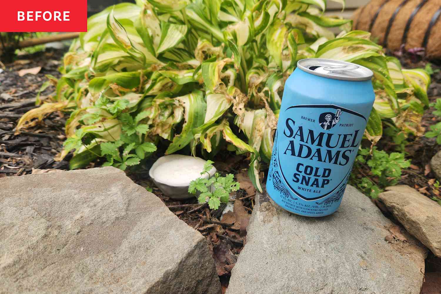I Poured Beer in My Garden, and It's the Smartest Way to Get Rid of Slugs