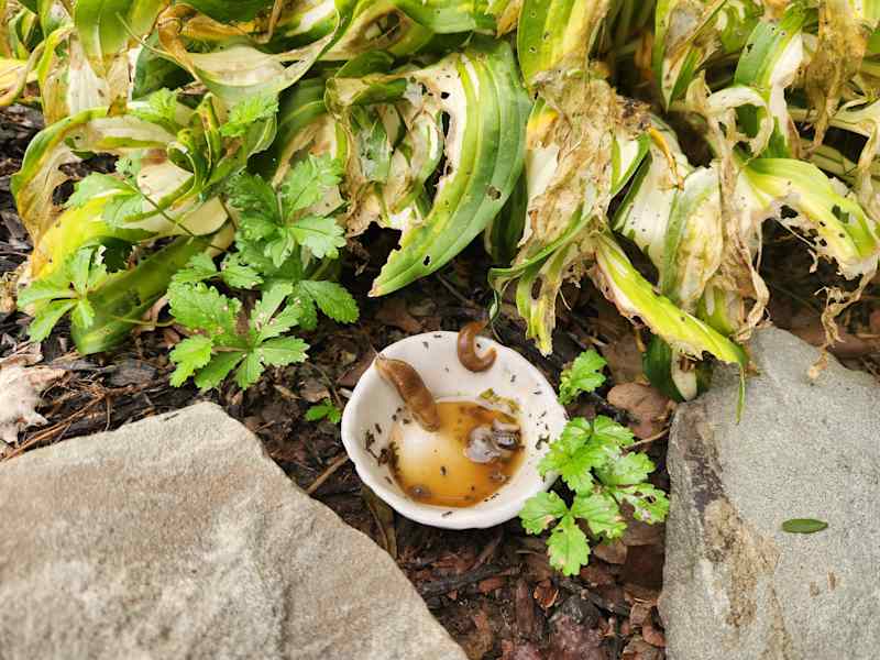 Slugs drinking beer in garden.