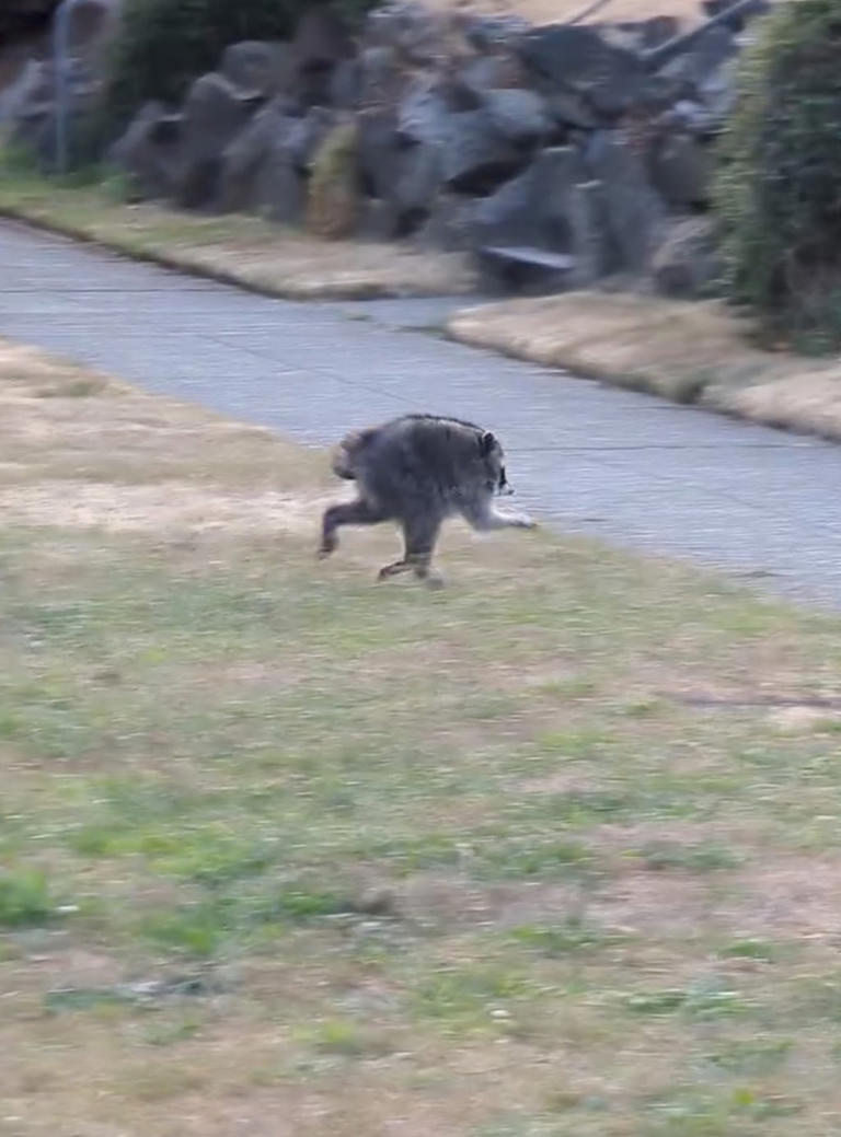 Mutant creature named 'Jimothy' stalks Seattle — and becomes local ...