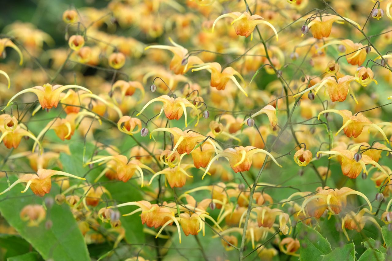 Yellow Epimedium also known as barrenwort, bishop's hat, fairy wings, horny goat weed, in flower.