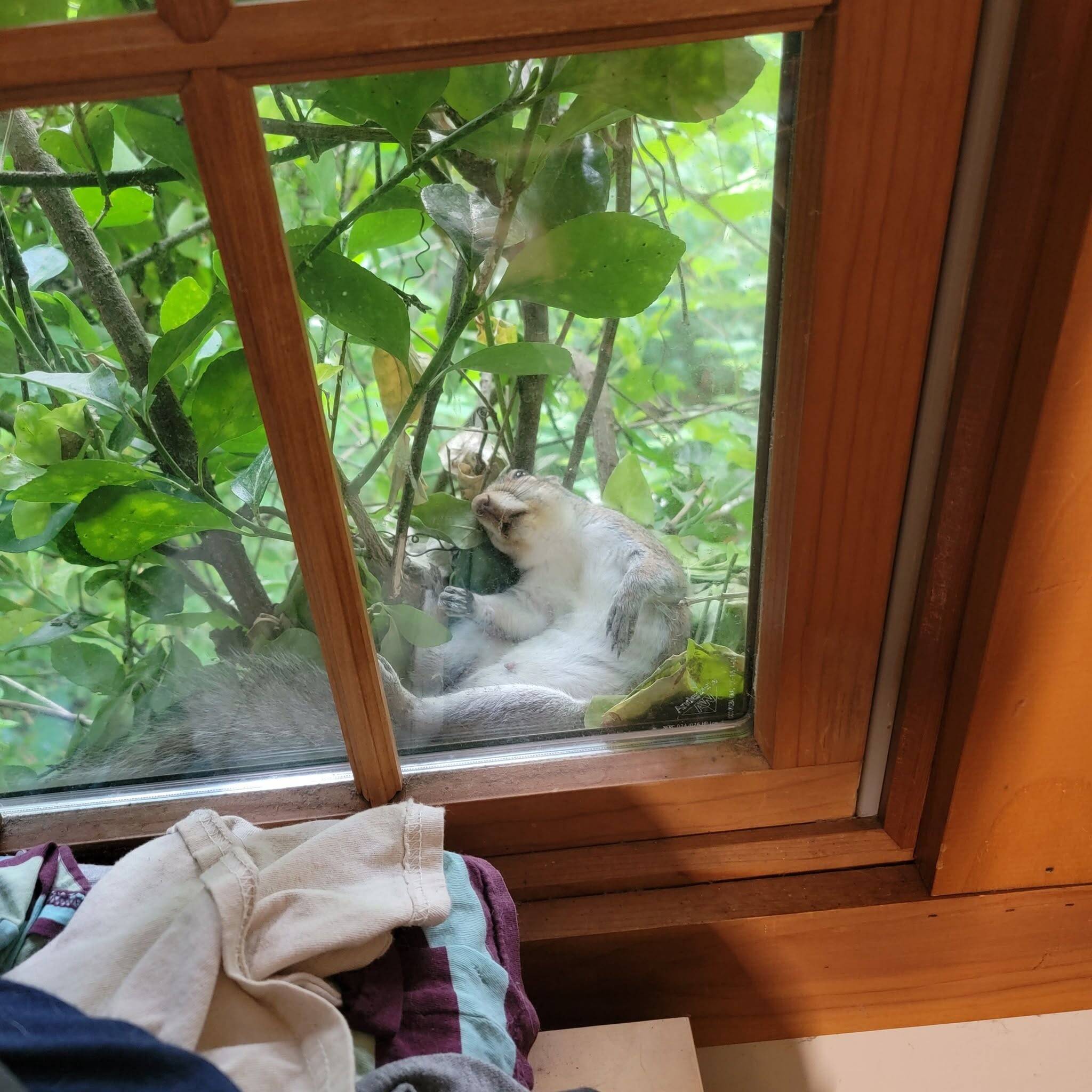 Shameless Squirrel Keeps Making Himself At Home On Man's Windowsill