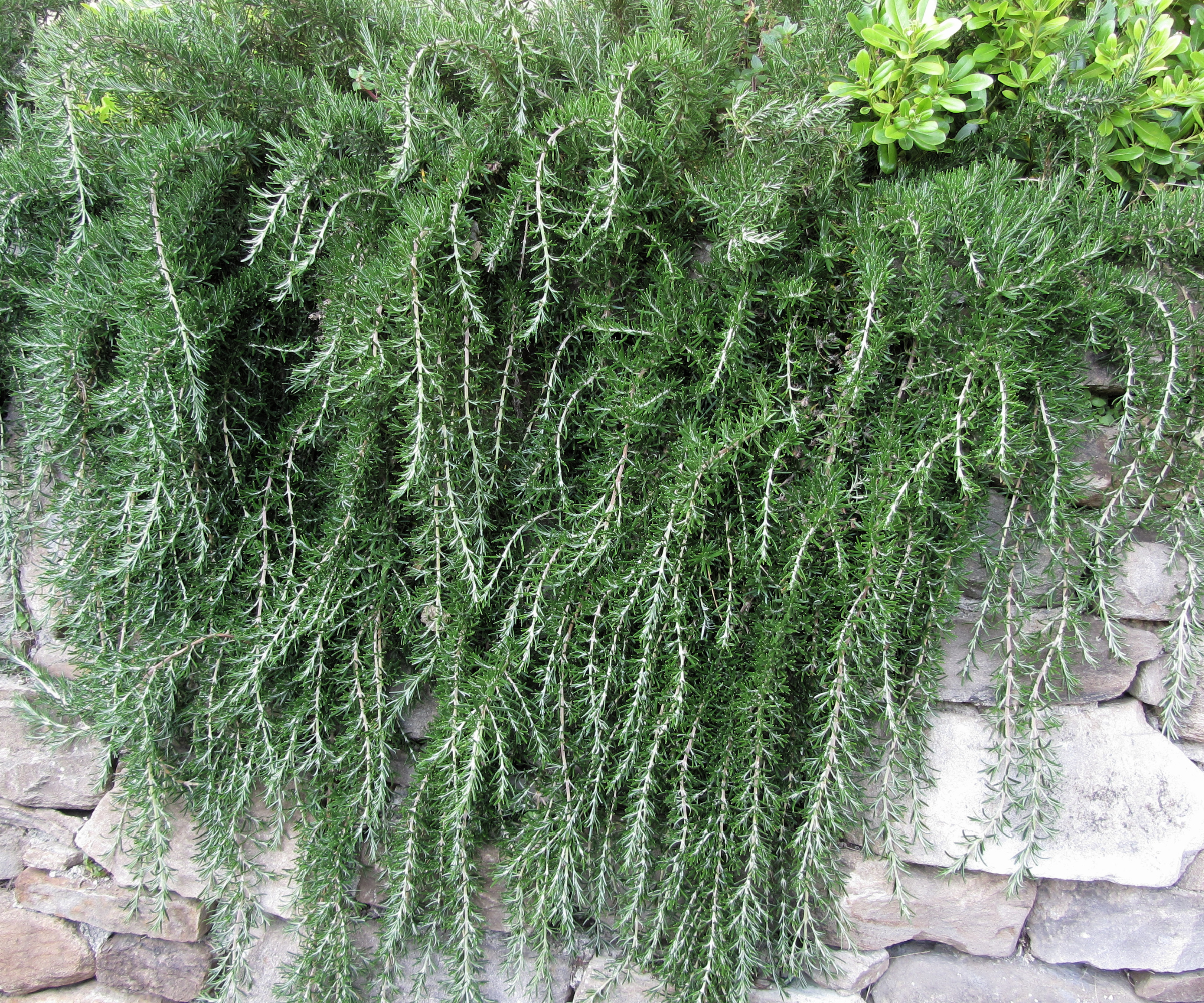 Weeping trailing rosemary plant cascading down a rock wall