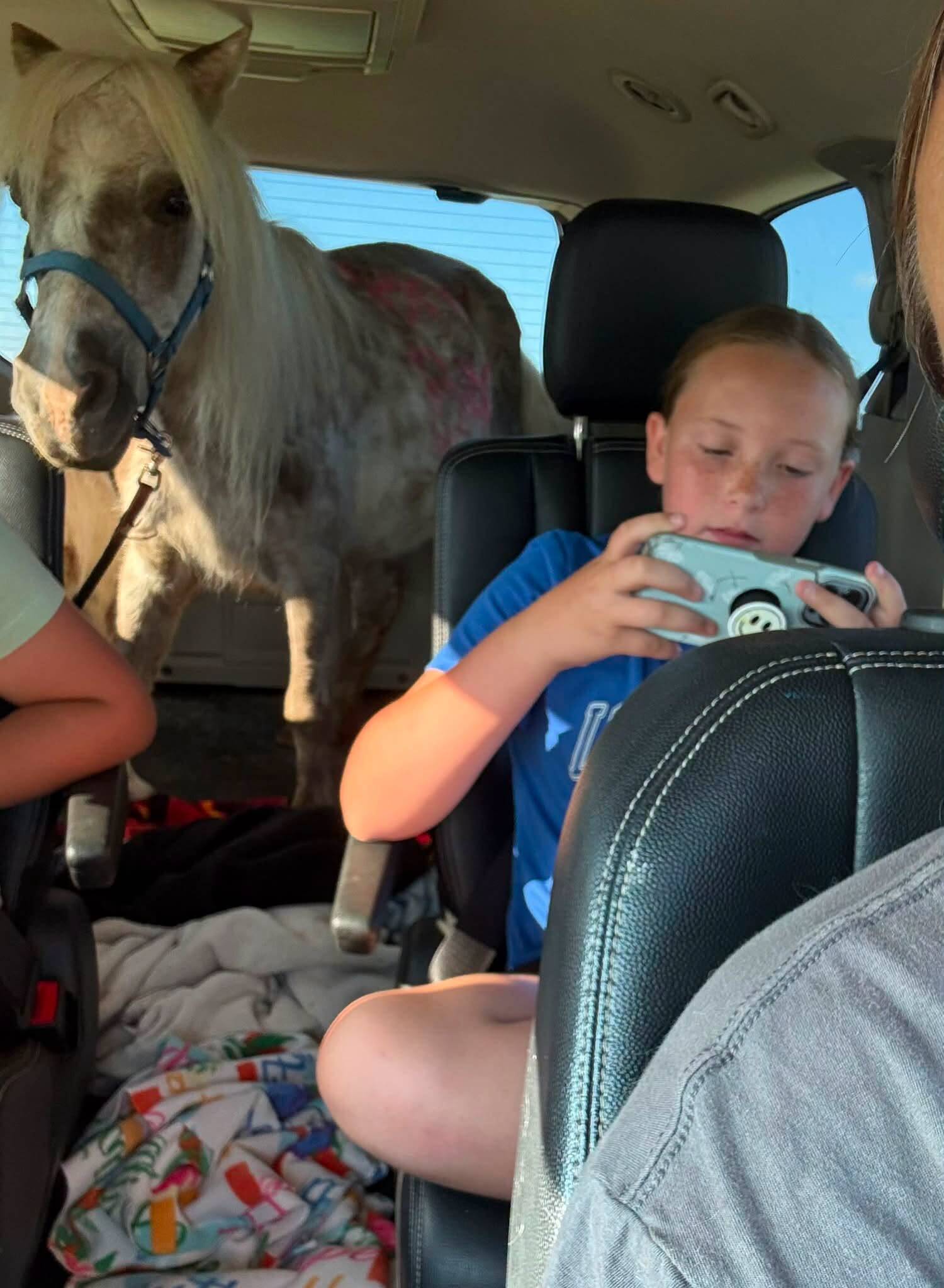 Rescuer Sees Mini Horse At Auction With Words Written On Her Body And Vows To Help