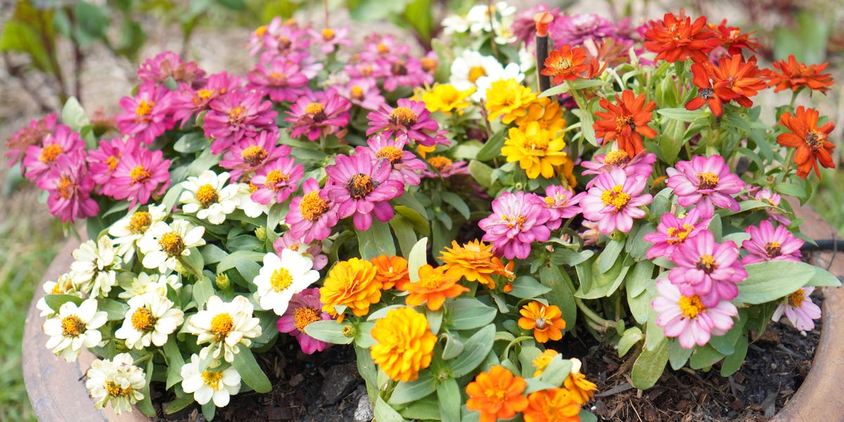 10 Container Plants That Thrive in Summer Heat