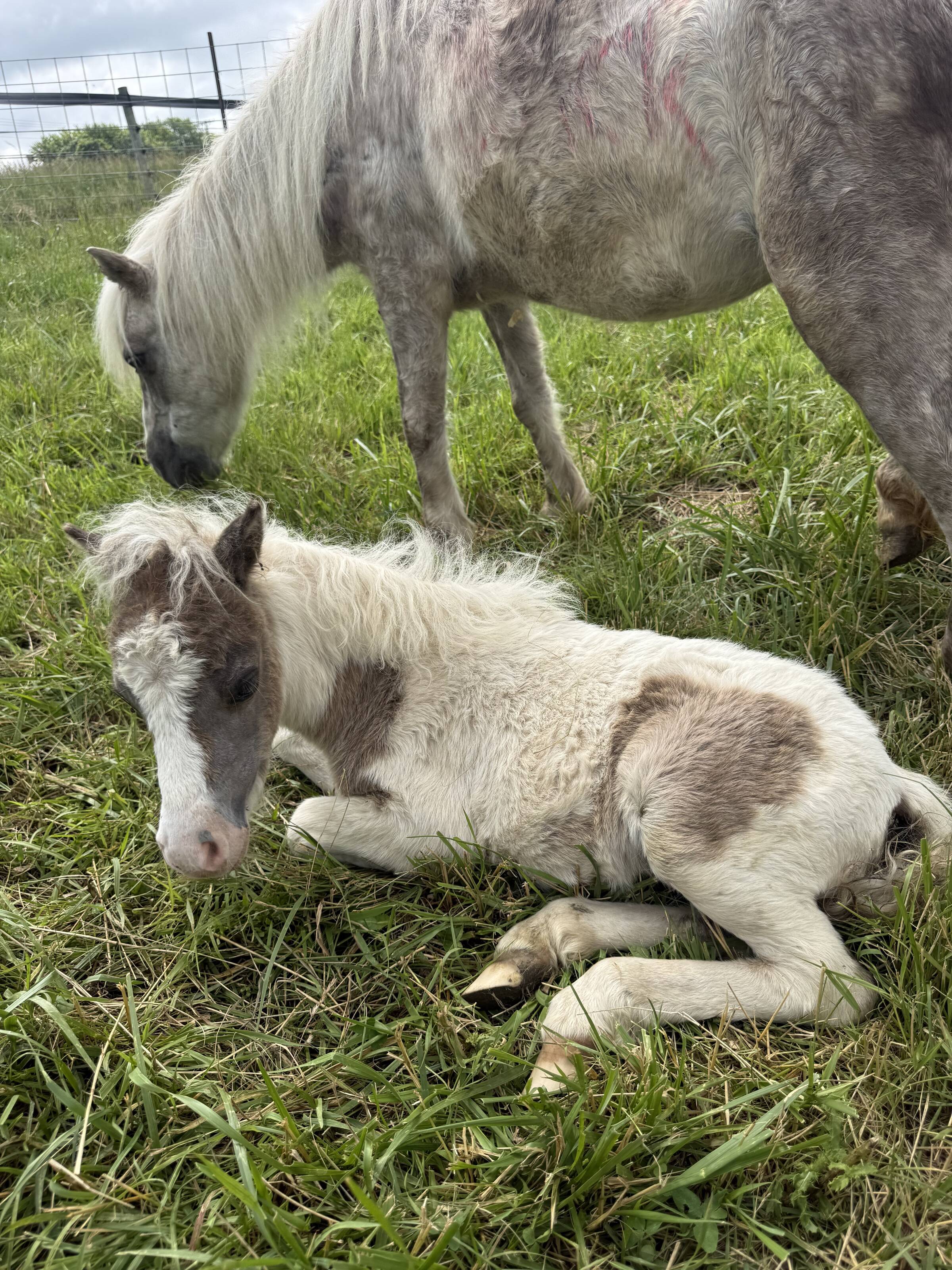 Rescuer Sees Mini Horse At Auction With Words Written On Her Body And Vows To Help