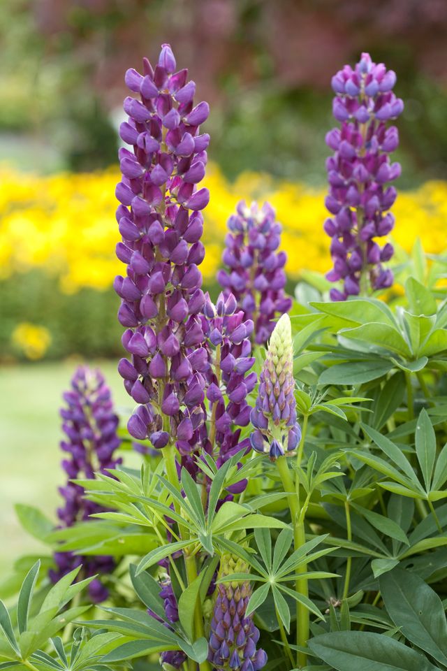 Purple lupine flowers