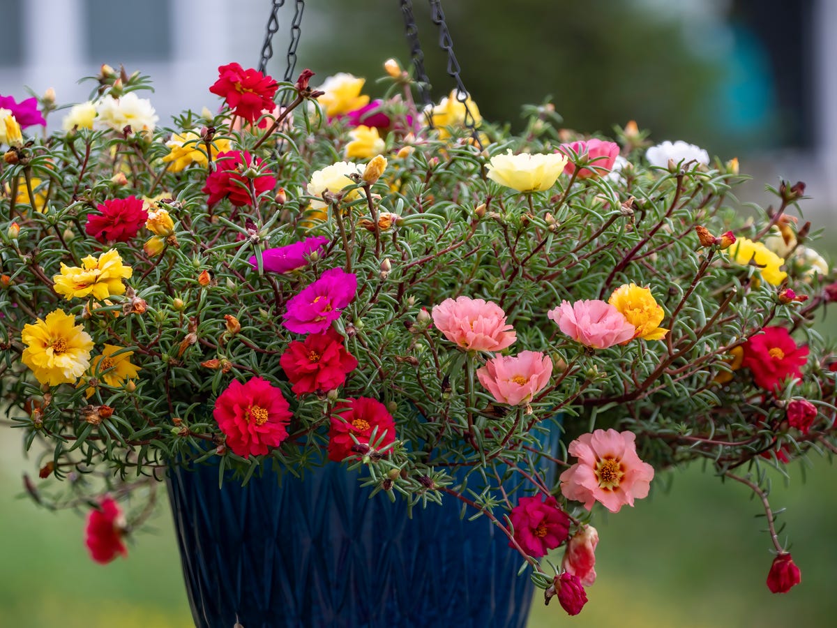 These Heat-Loving Container Plants Can Handle the Hottest Days of Summer