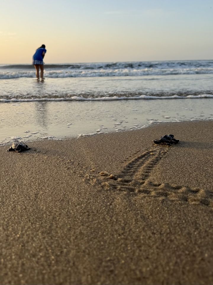 Tybee island sea turtle hatchlings