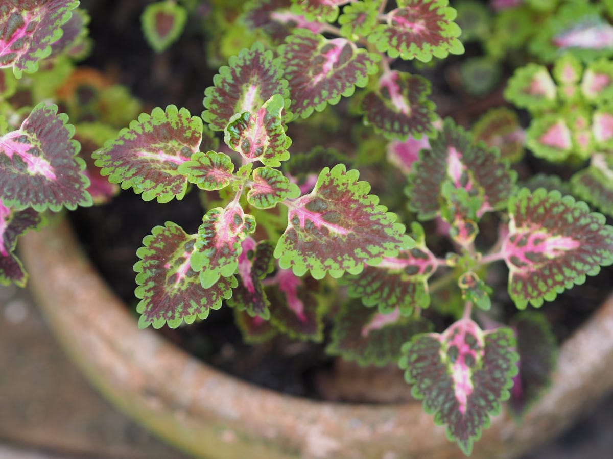 These Heat-Loving Container Plants Can Handle the Hottest Days of Summer