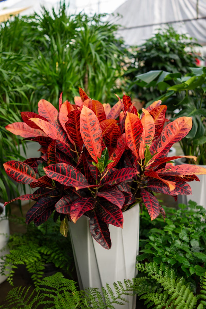 These Heat-Loving Container Plants Can Handle the Hottest Days of Summer