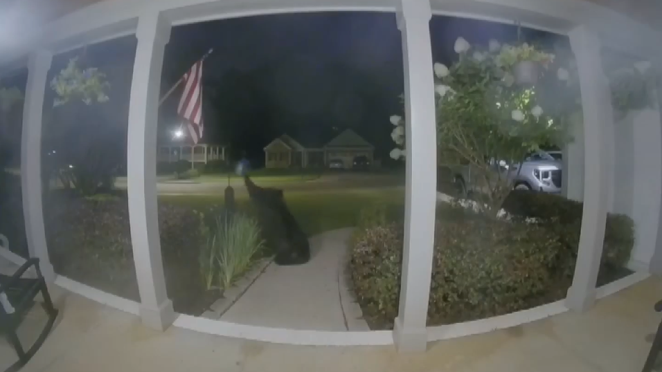 Black bear caught on Nest Camera raiding bird feeder on Georgia family's front porch