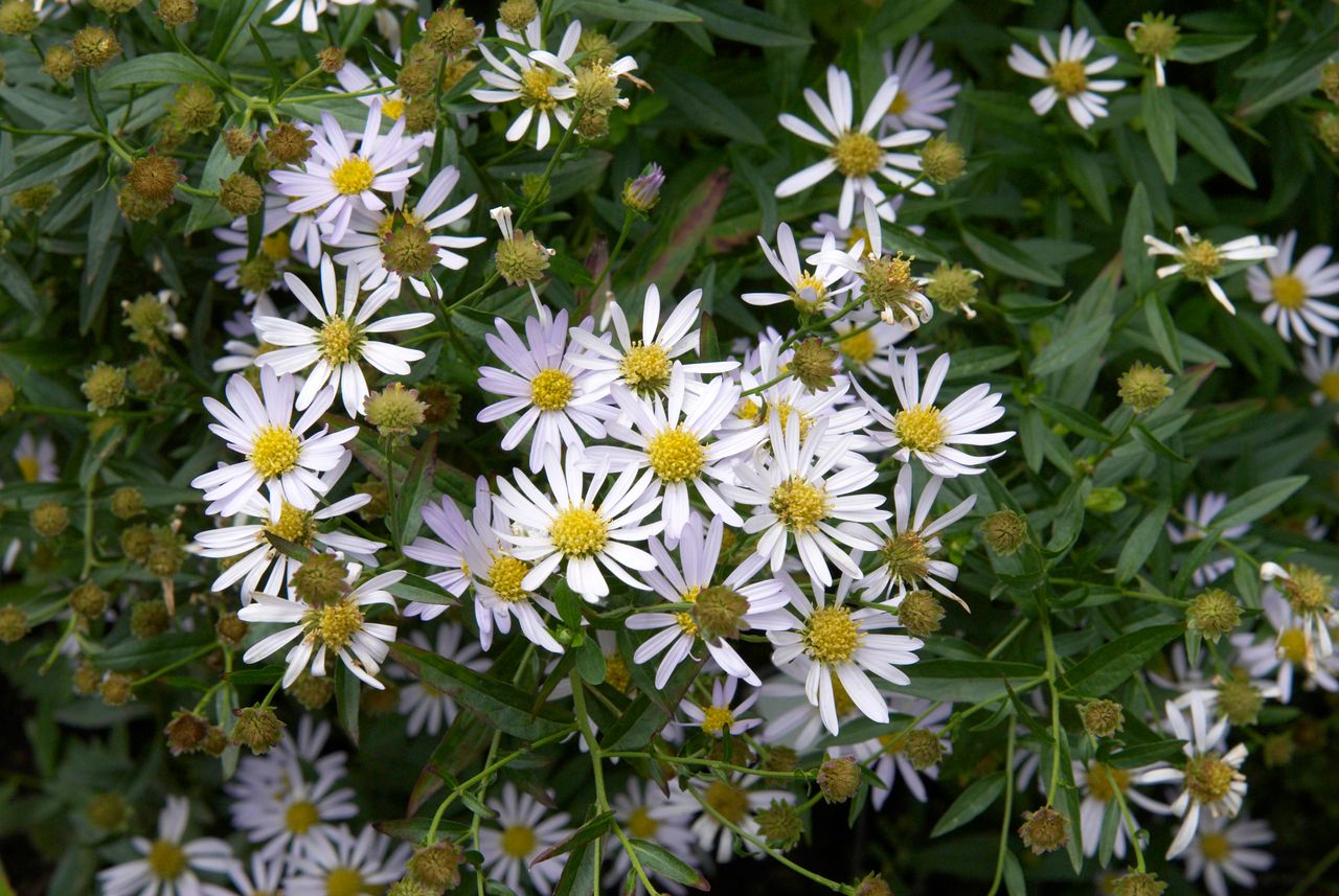 White boltonia flowers