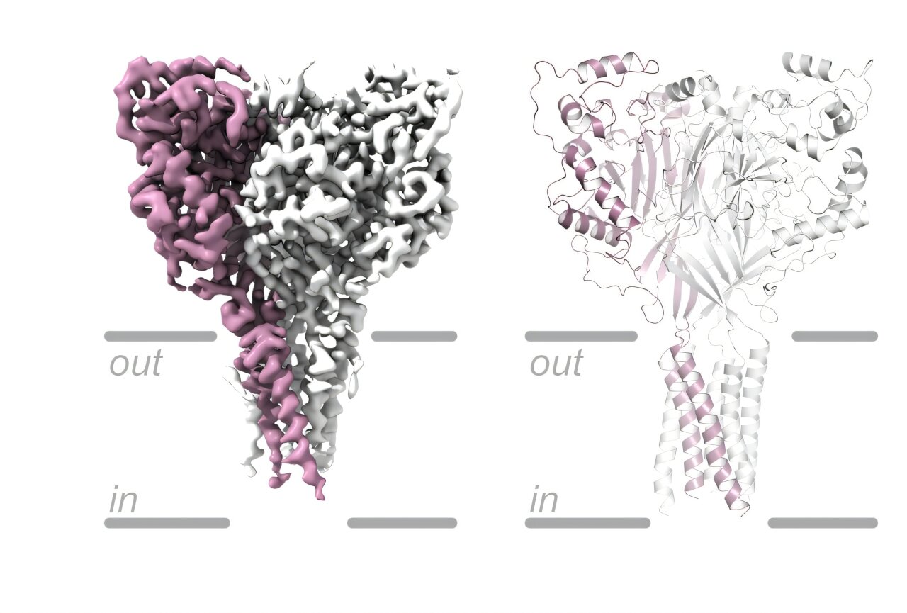 New images map key membrane protein in brain related to stroke