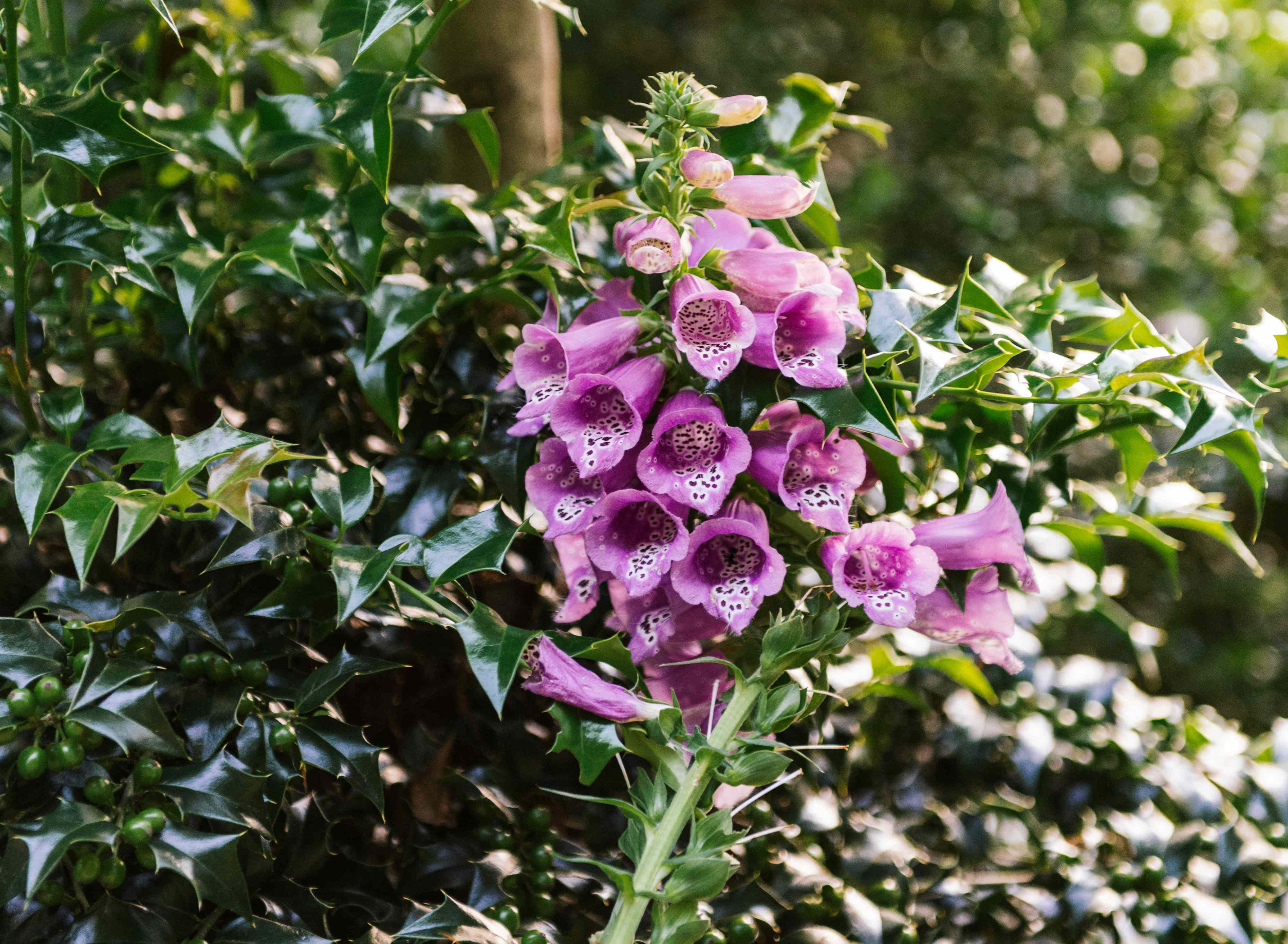 15 flowering plants you should always stake for the best blooms