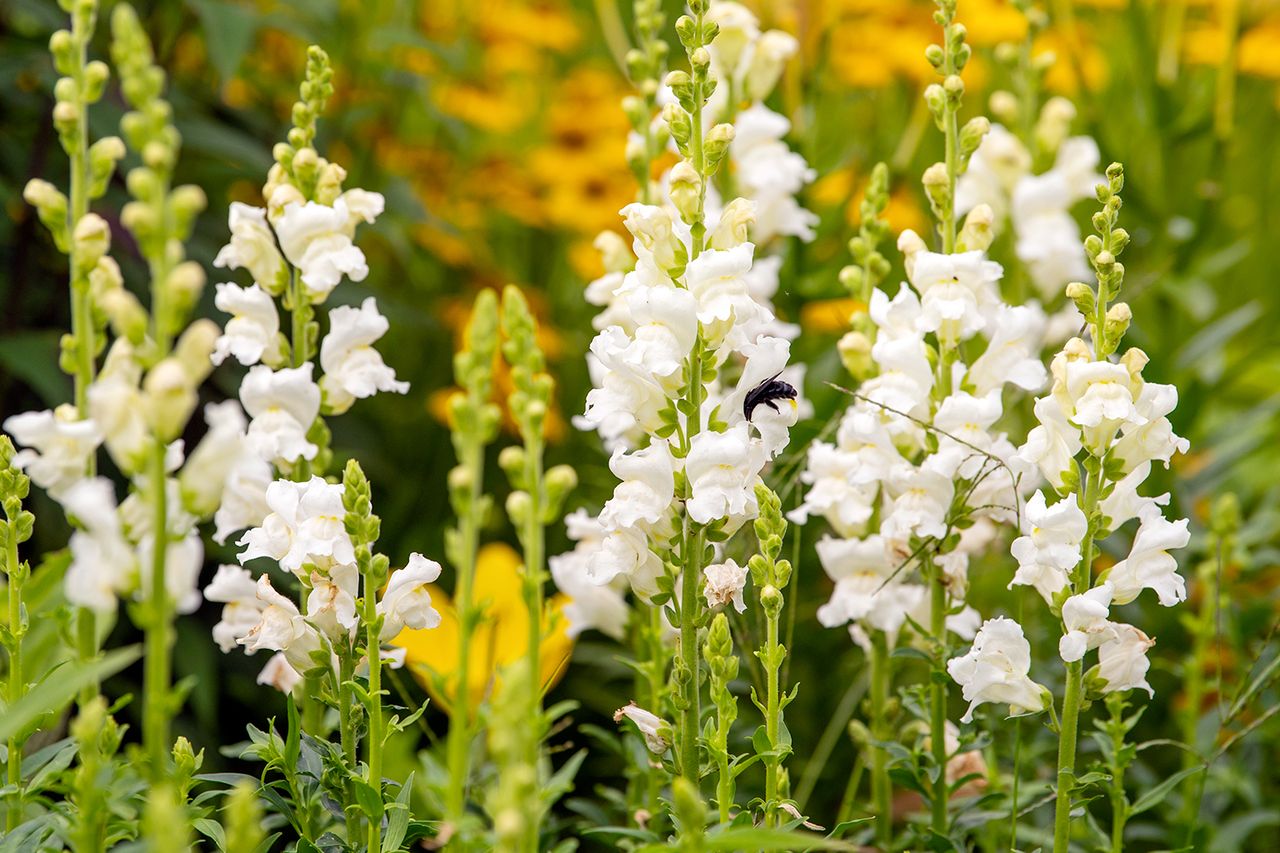 snapdragon larkspur