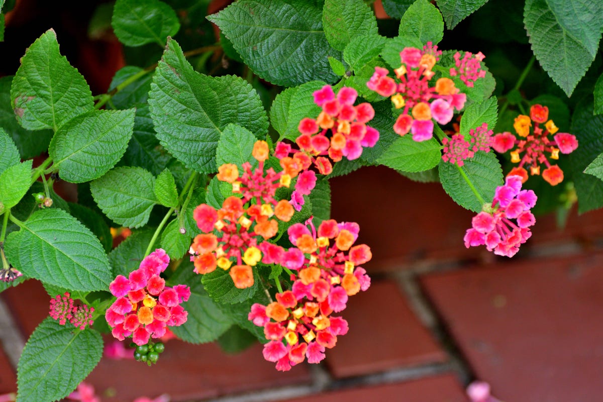 These Heat-Loving Container Plants Can Handle the Hottest Days of Summer