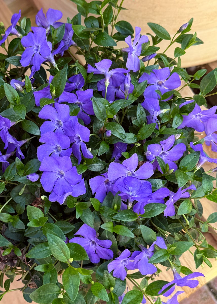 These Heat-Loving Container Plants Can Handle the Hottest Days of Summer