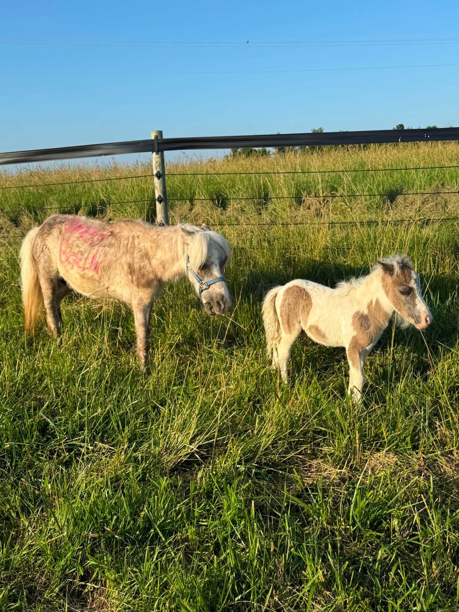 Rescuer Sees Mini Horse At Auction With Words Written On Her Body And Vows To Help