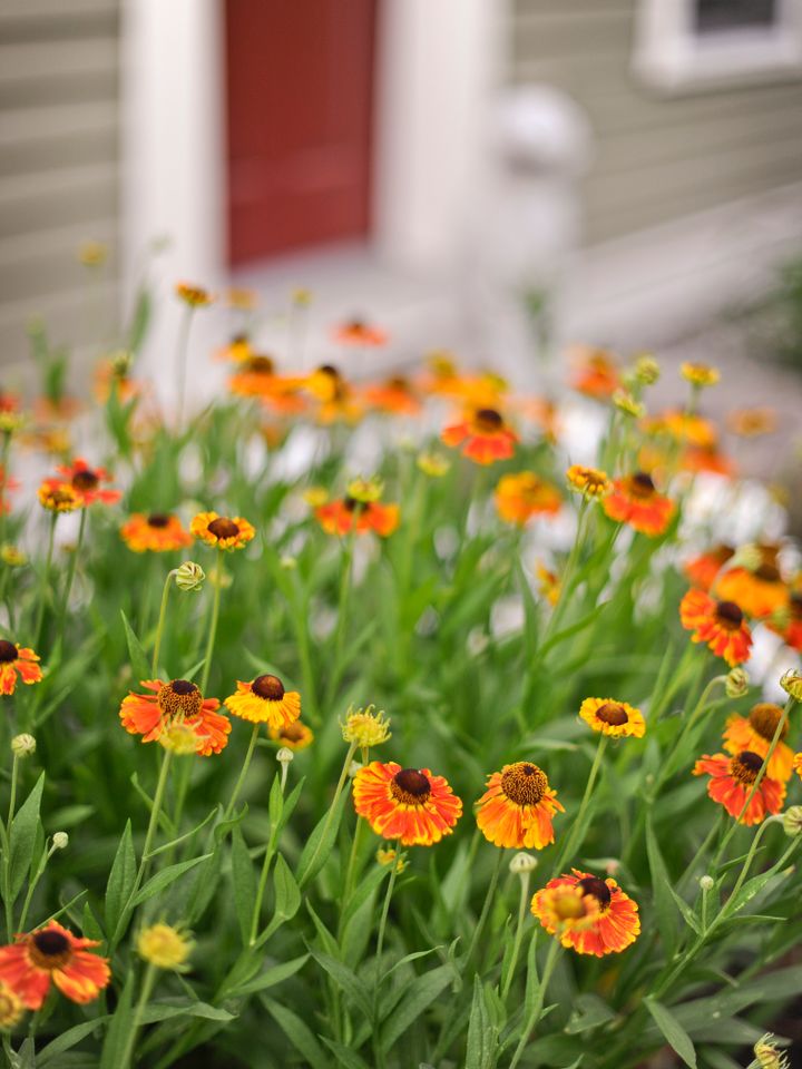 Orange helenium flowers