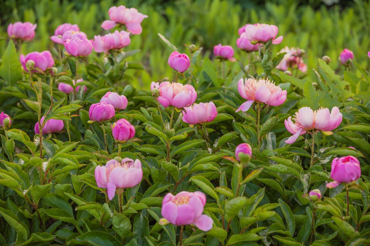 peony plants in bloom in a garden