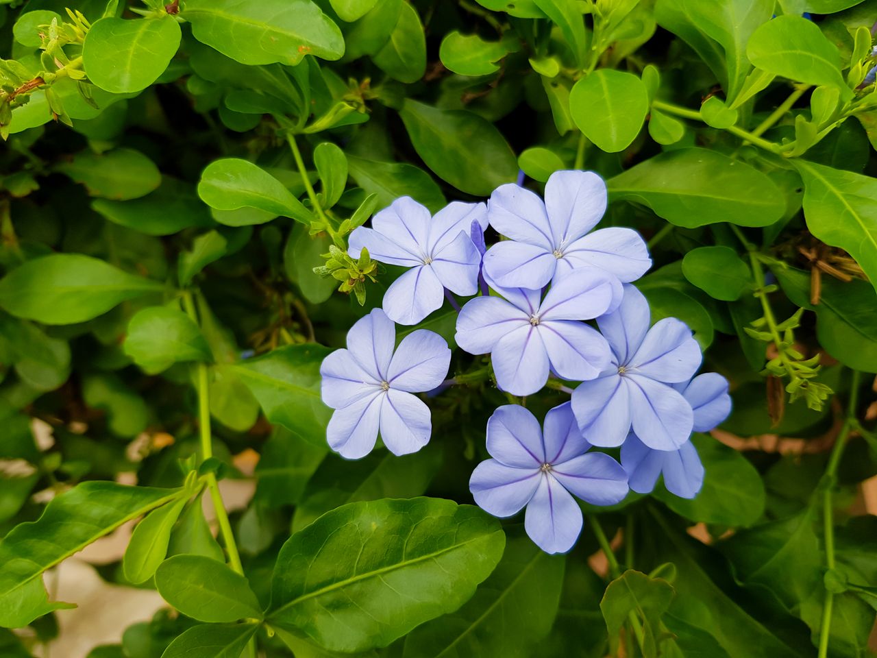 Top view cape leadwort or plumbago violet flowers in green leaves background.