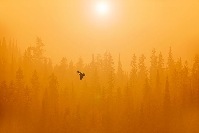 Raven Flying In Forest