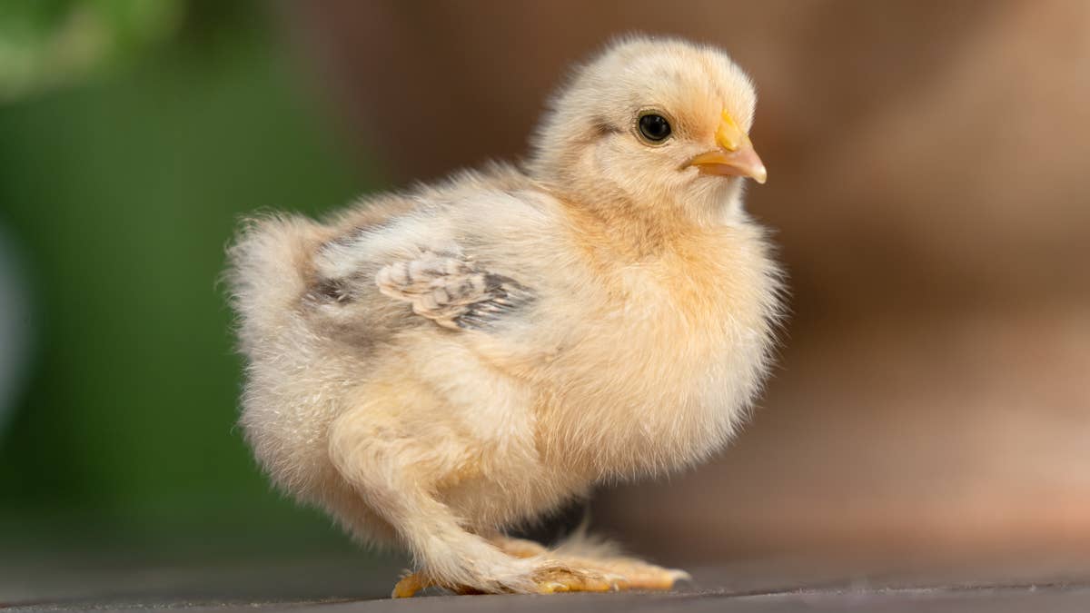 Duck Accidentally Hatches a Chicken and Refuses To Give It Back