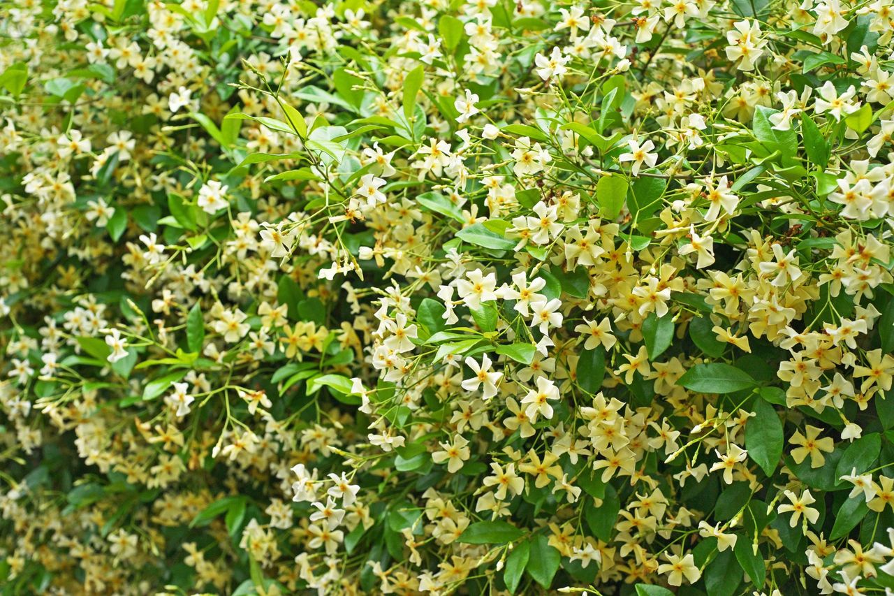 Asian star jasmine (Trachelospermum asiaticum)