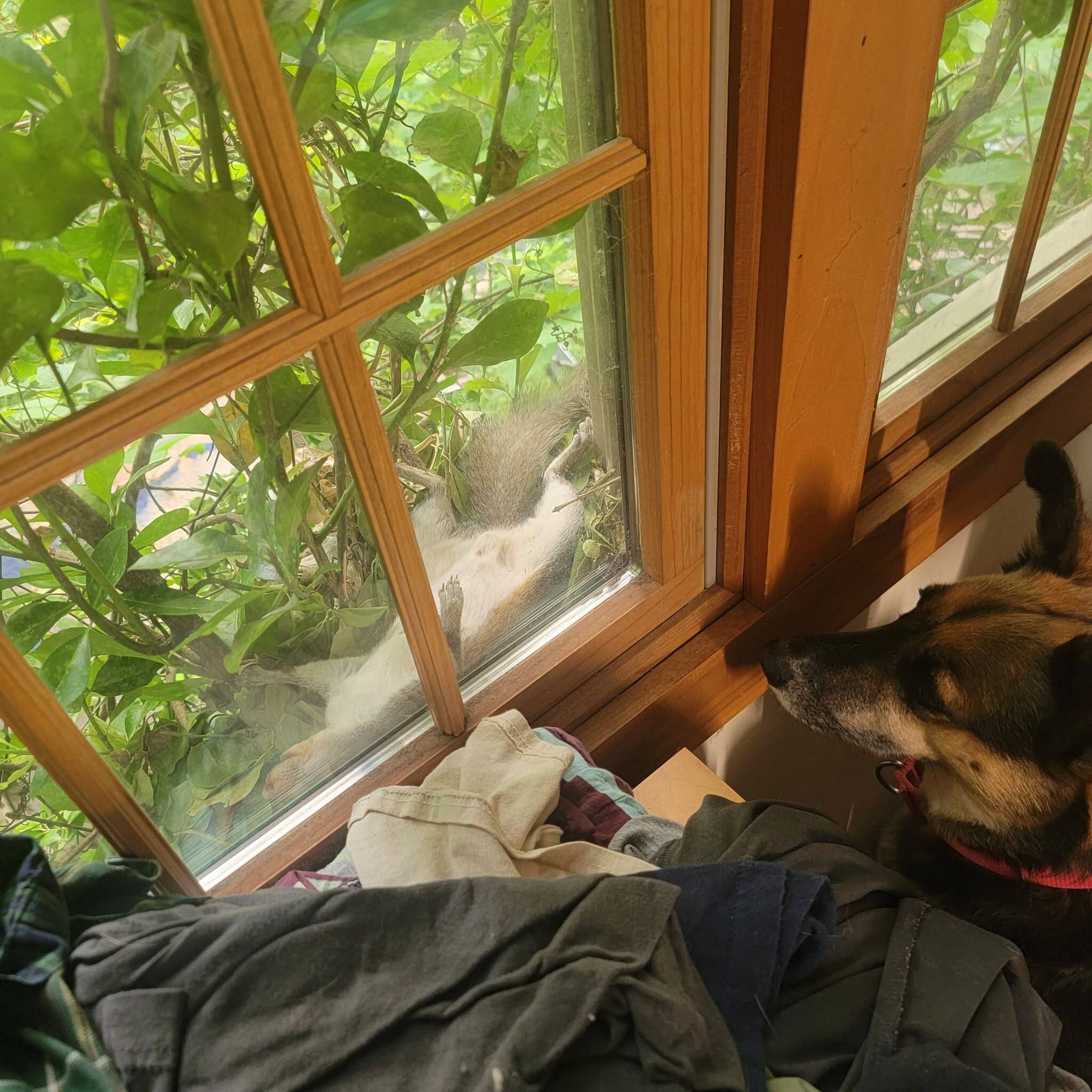 Shameless Squirrel Keeps Making Himself At Home On Man's Windowsill