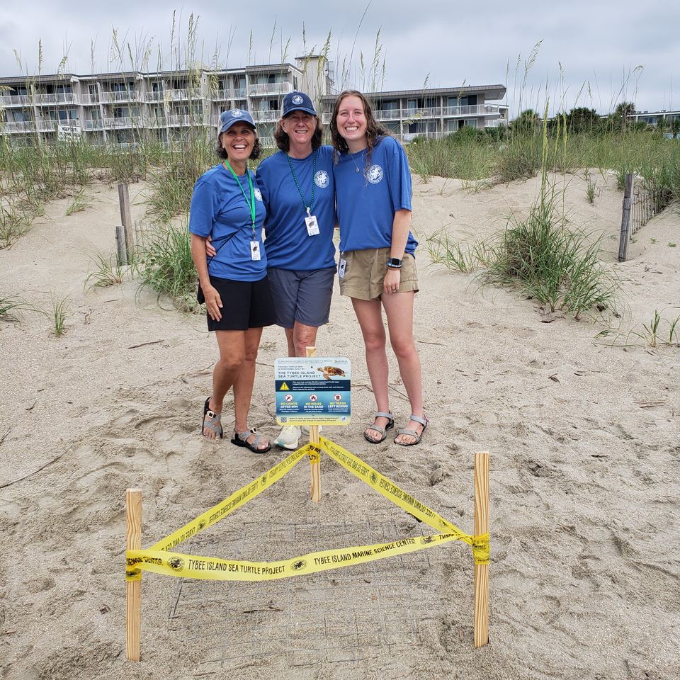 Tybee Island Marine Science Center sea turtle nest