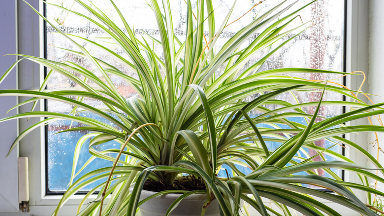 A large spider plant thrives by a window.