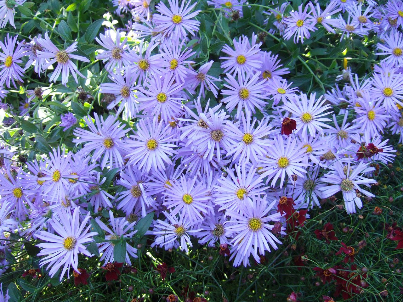 Blue Asters