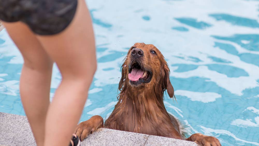golden-retriever-in-the-pool