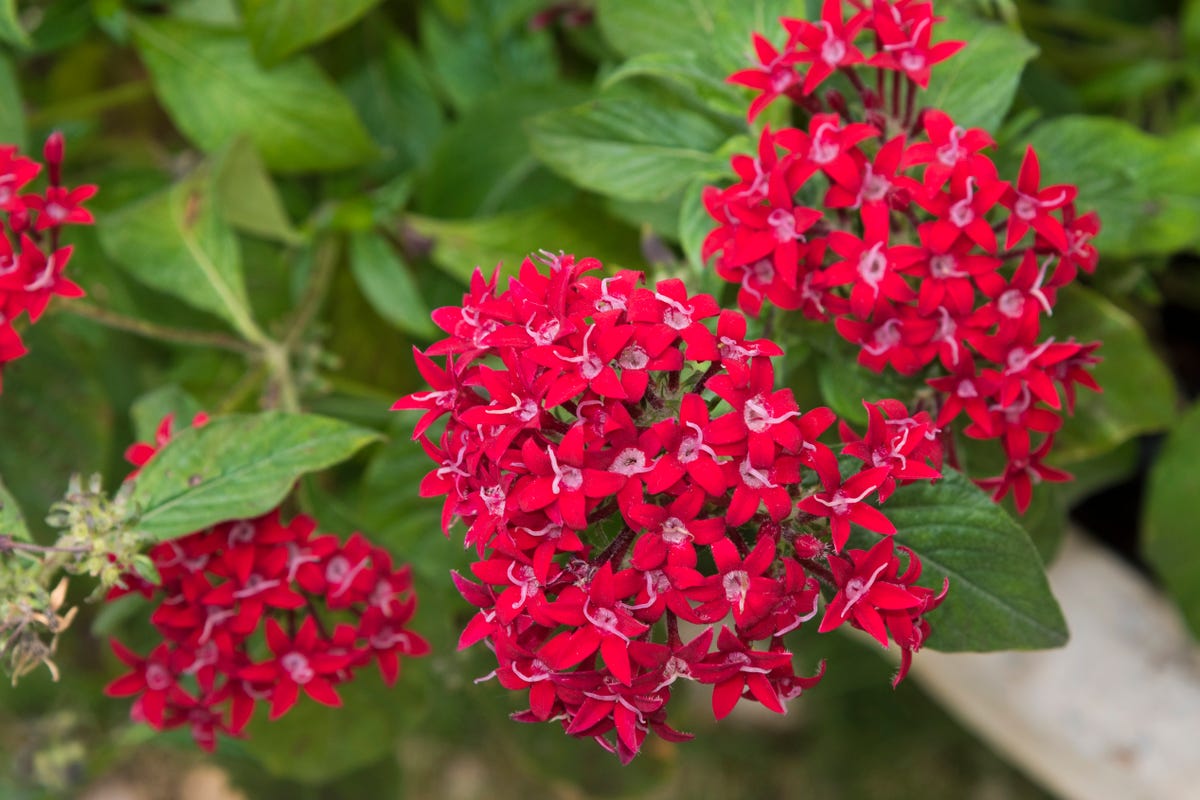 These Heat-Loving Container Plants Can Handle the Hottest Days of Summer