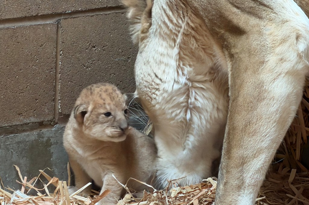 Fresno Zoo gets 4th of July surprise with adorable baby lion cubs