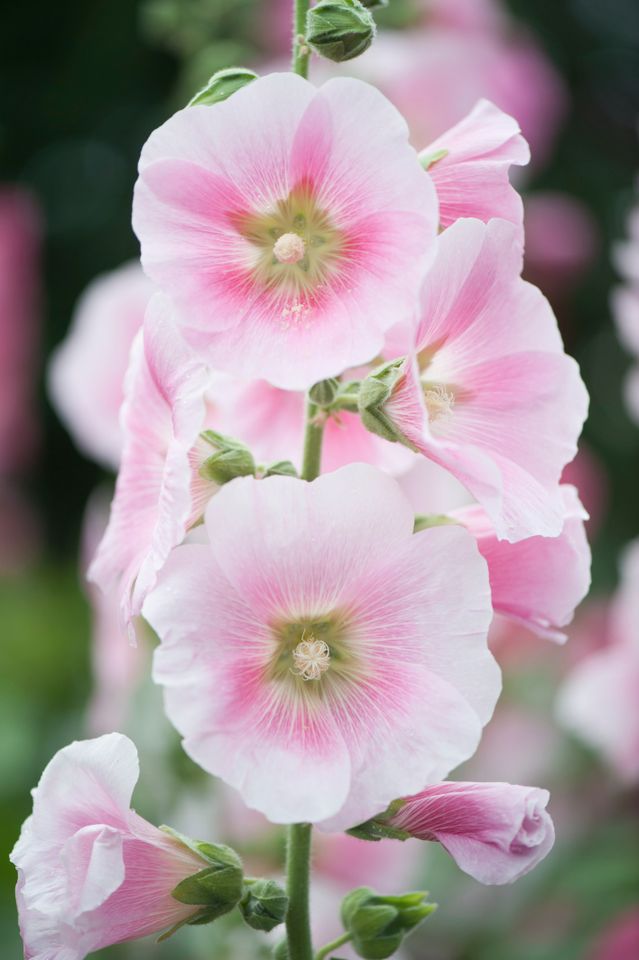 Pink and white hollyhock flowers