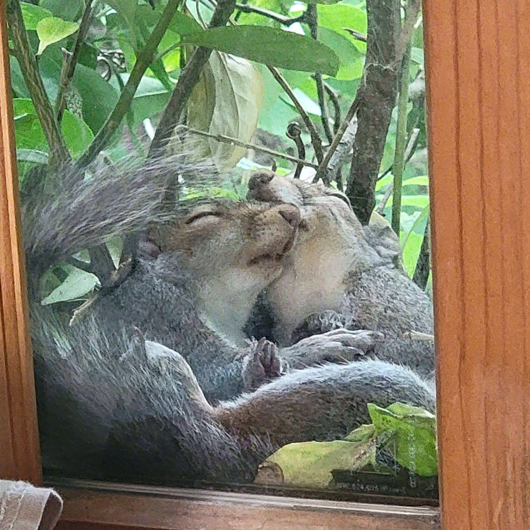 Shameless Squirrel Keeps Making Himself At Home On Man's Windowsill