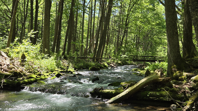 creek and trees in Ravensburg State Park, Pennsylvania