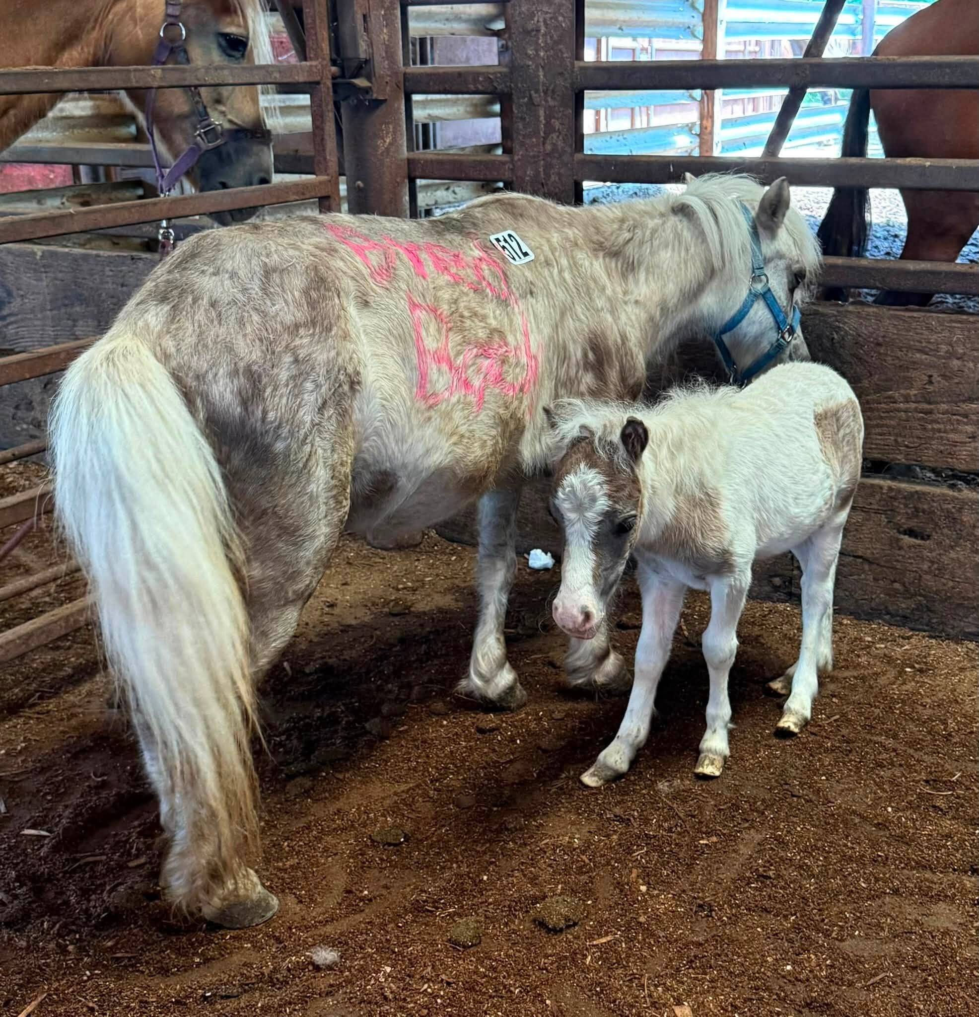 Rescuer sees mini horse at auction with words written on her body and vows to help