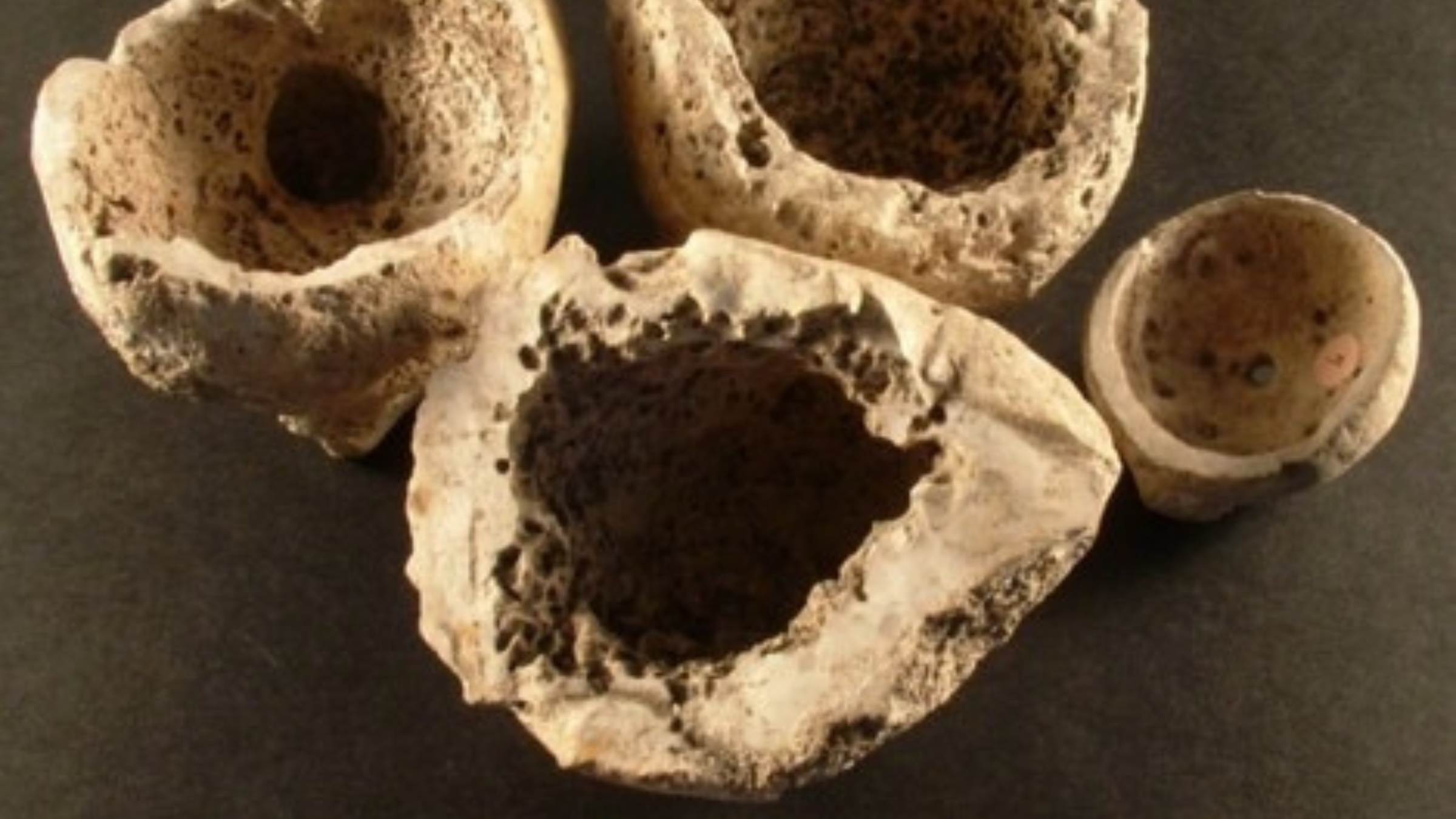 Four hollow circles made of bone.