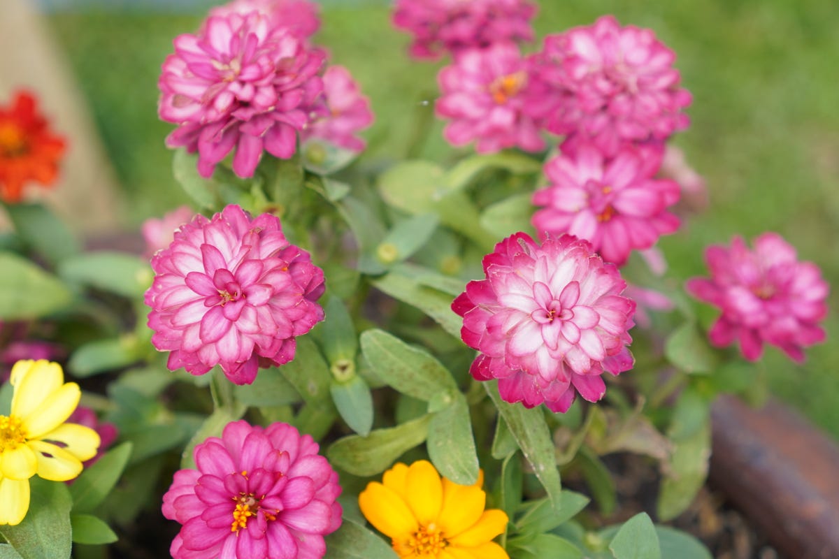 These Heat-Loving Container Plants Can Handle the Hottest Days of Summer
