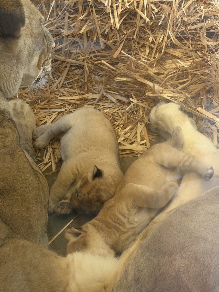 Fresno Zoo gets 4th of July surprise with adorable baby lion cubs