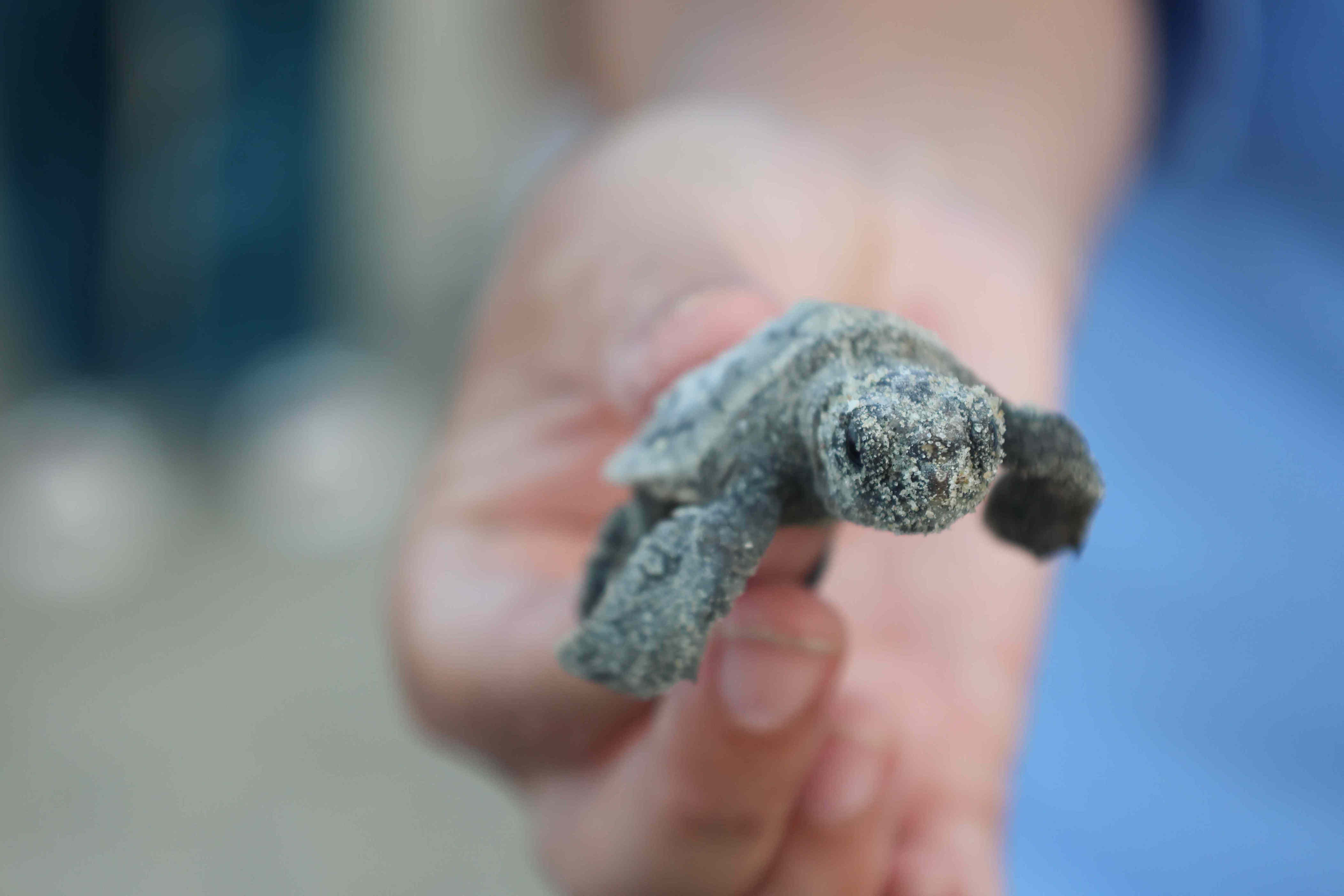 Tybee Island Marine Science Center baby sea turtle