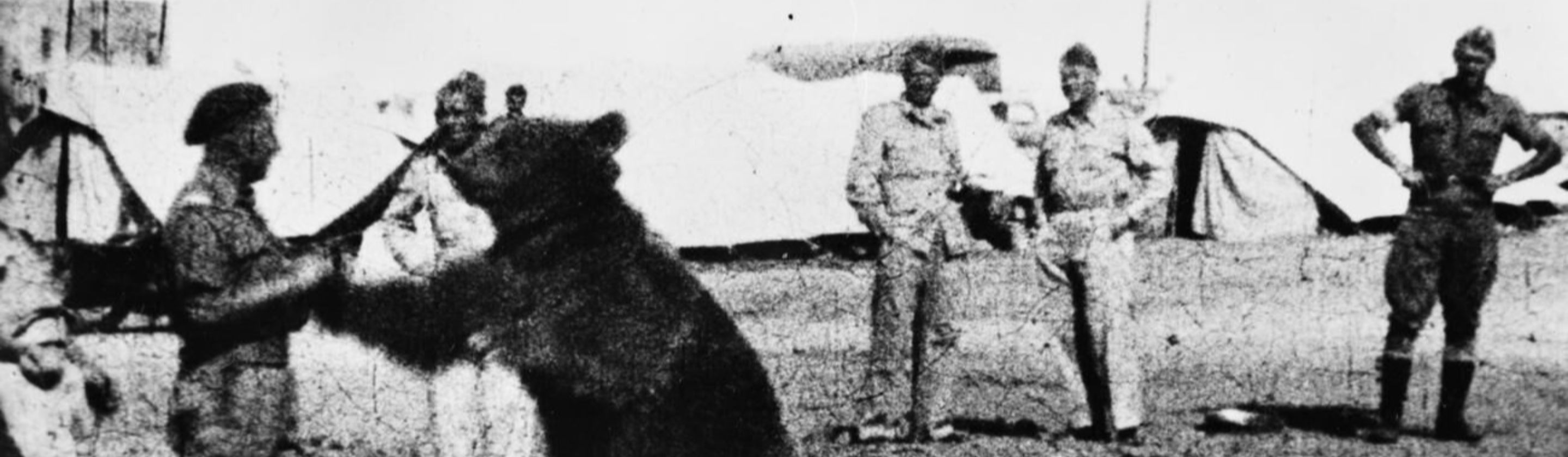 The soldier bear who carried ammunition in World War II